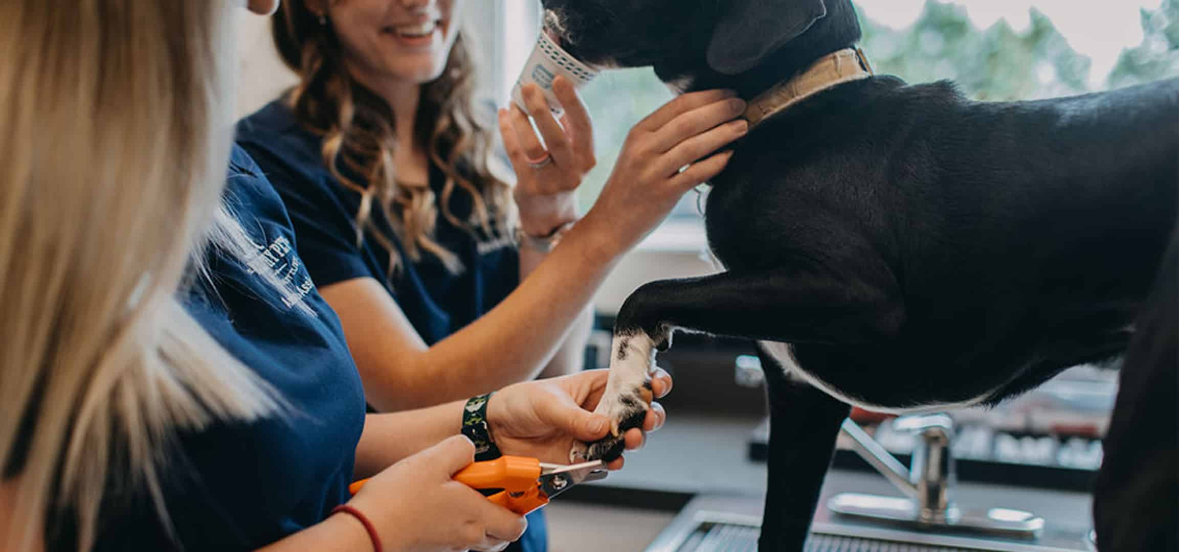 Two veterinary assistant's trimming the nails of medium sized black dog