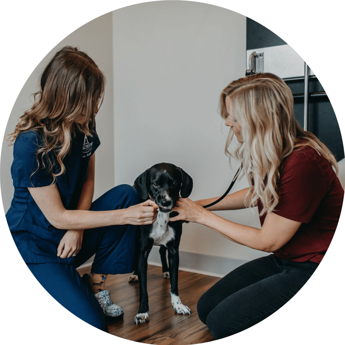 Dr. Kate McGowan and a veterinary assistant doing a checkup on a medium sized black dog