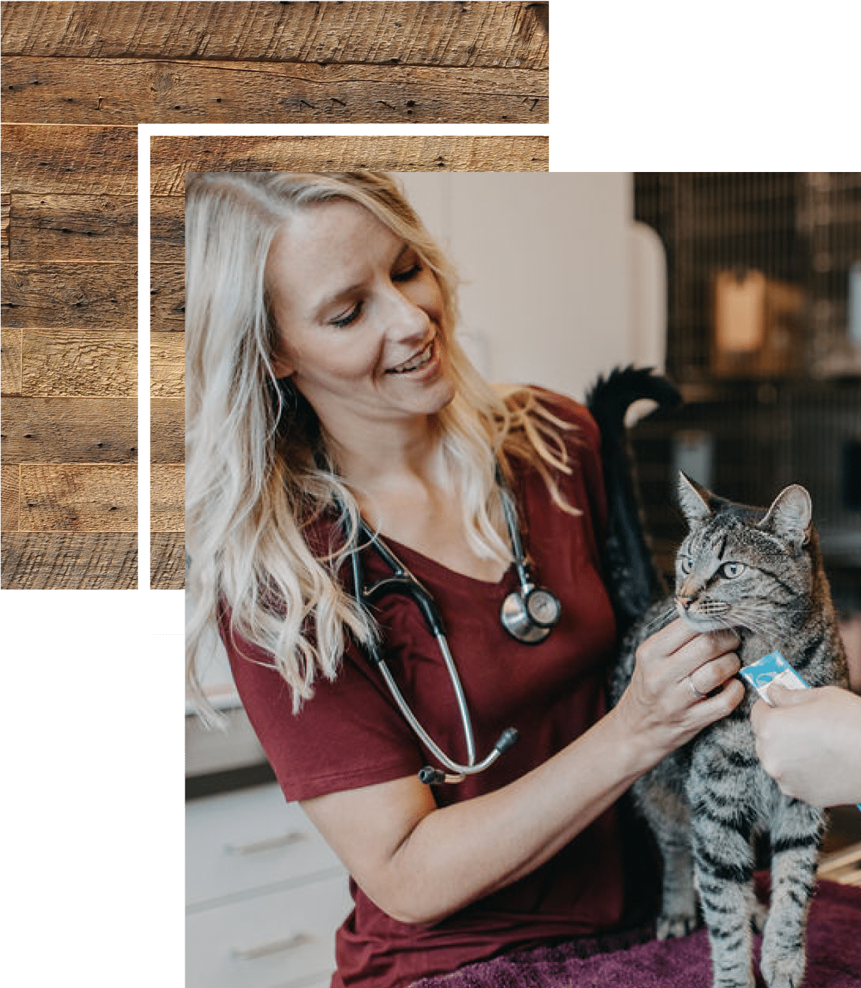 Dr. Kate McGowan doing a check up on a Tabby cat