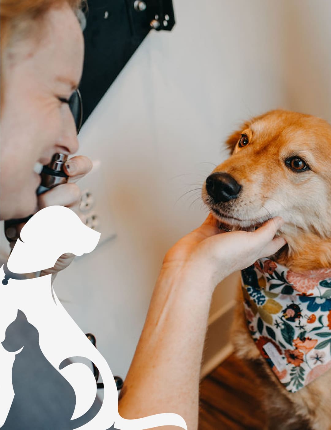 Dr. Kate McGowan doing an eye exam on a golden colored dog