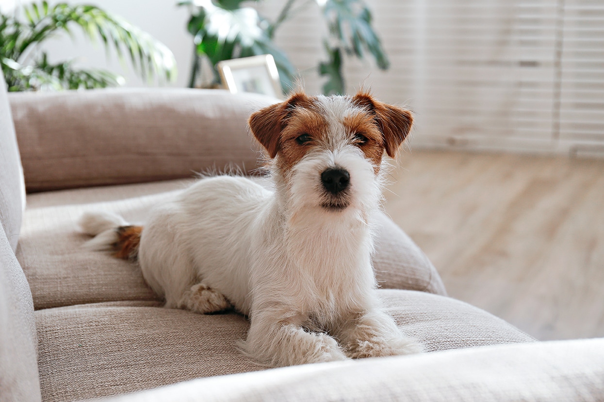 dog sitting on a couch in  McDonough, GA