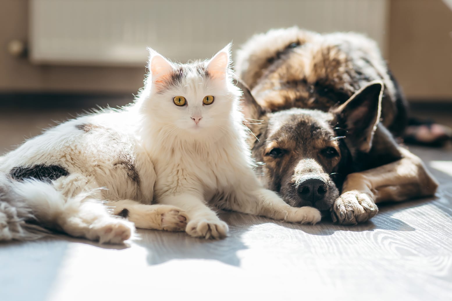 dog and cat waiting for a Vet Appointment in McDonough, GA