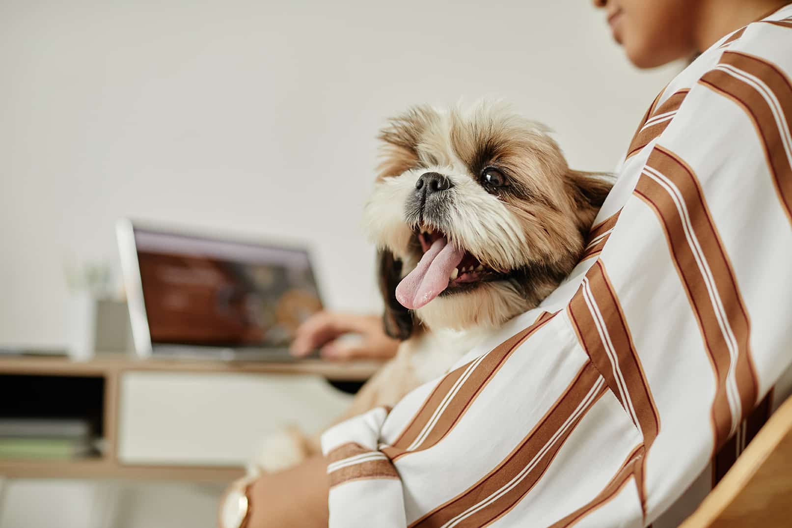 woman scheduling her dog an appointment for Preventive Veterinary Services at The Healthy Pet Veterinary Clinic