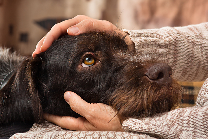 dog resting at the healthy pet vet clinic after neuter procedure