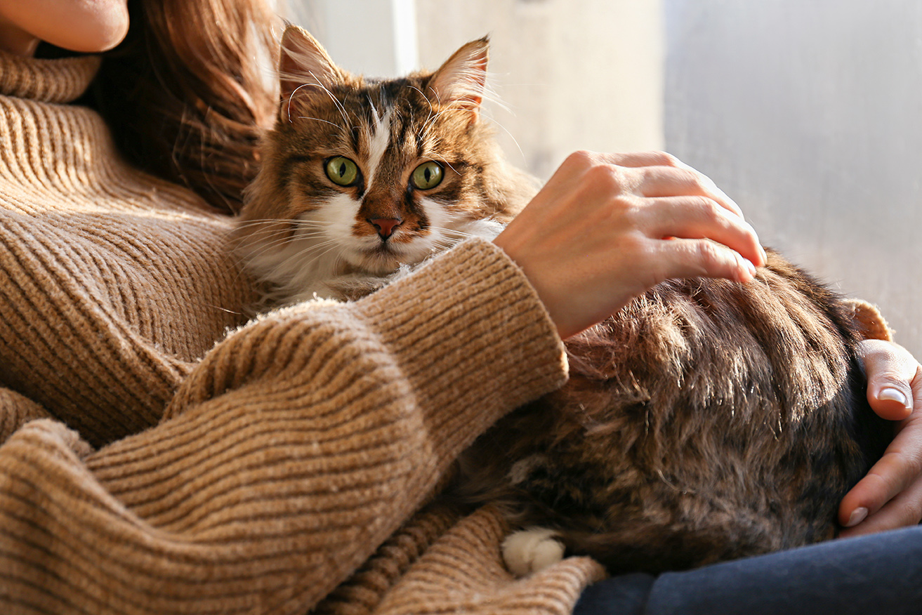 cat with owner in mcdonough ga