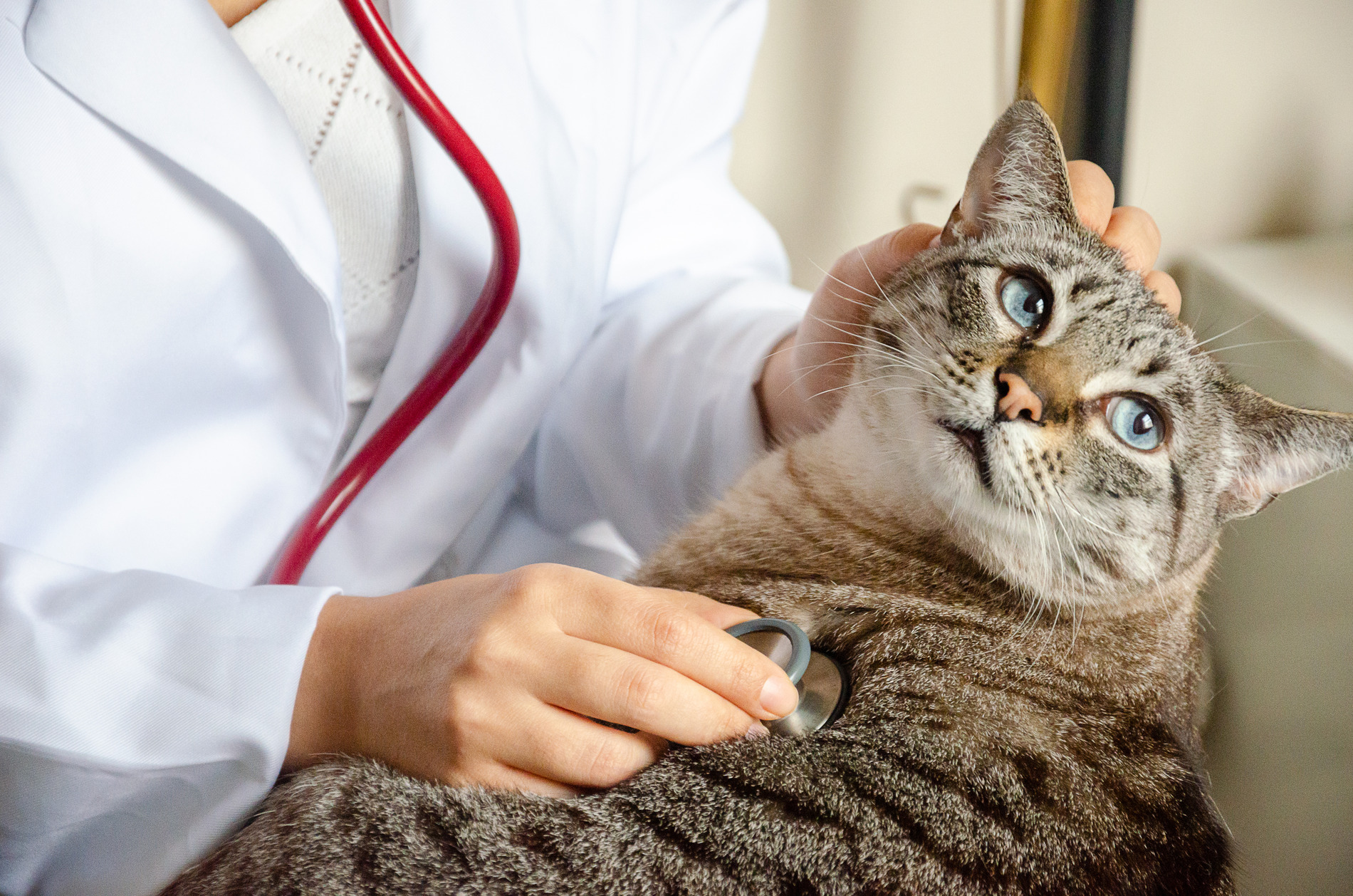 Happy cat recieving advanced vet care in McDonough, GA