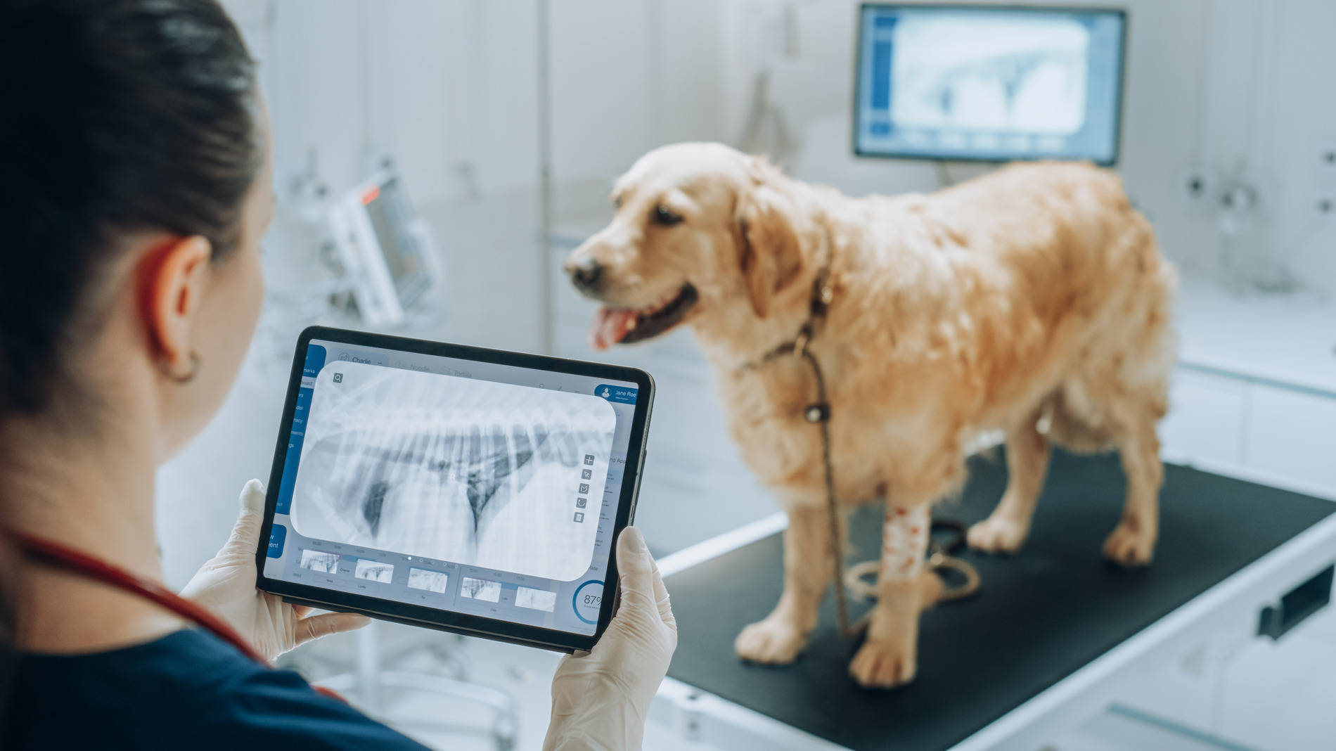 Veterinary xray of dog in McDonough, GA