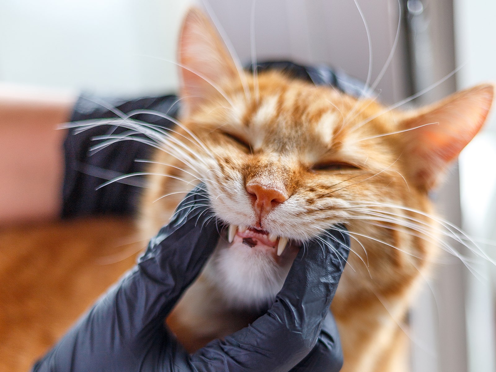 TheHealthyPetDentalCare2-min Cat Dentist in McDonough, GA