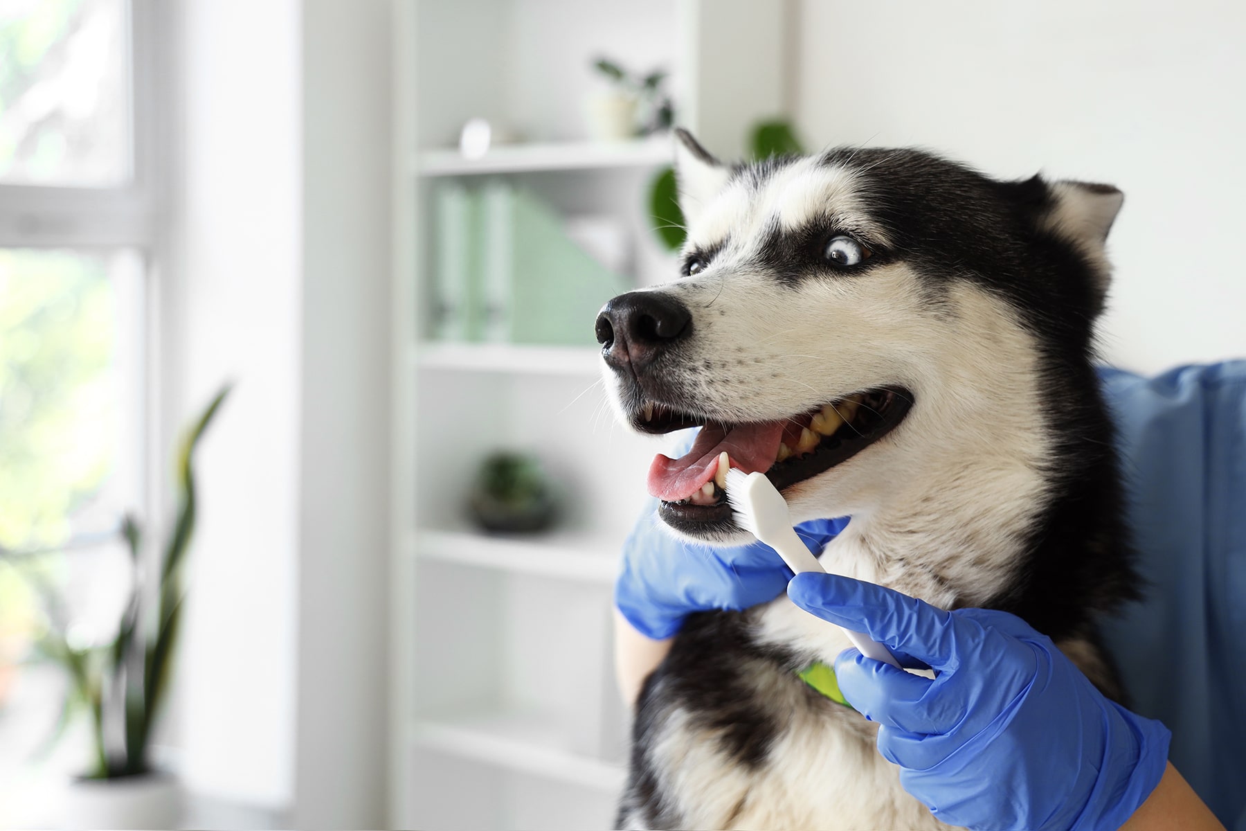 TheHealthyPetDentalCare3-min Dog dental care vet in McDonough, GA