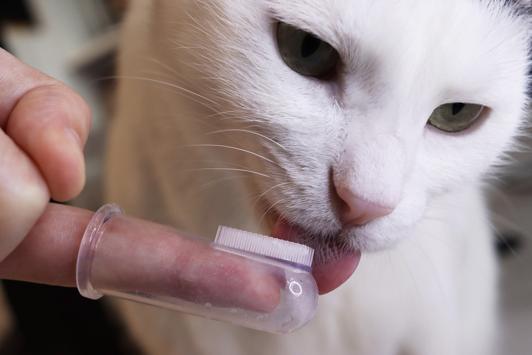 TheHealthyPetDentalCare4-min Cat dental care vet in McDonough, GA