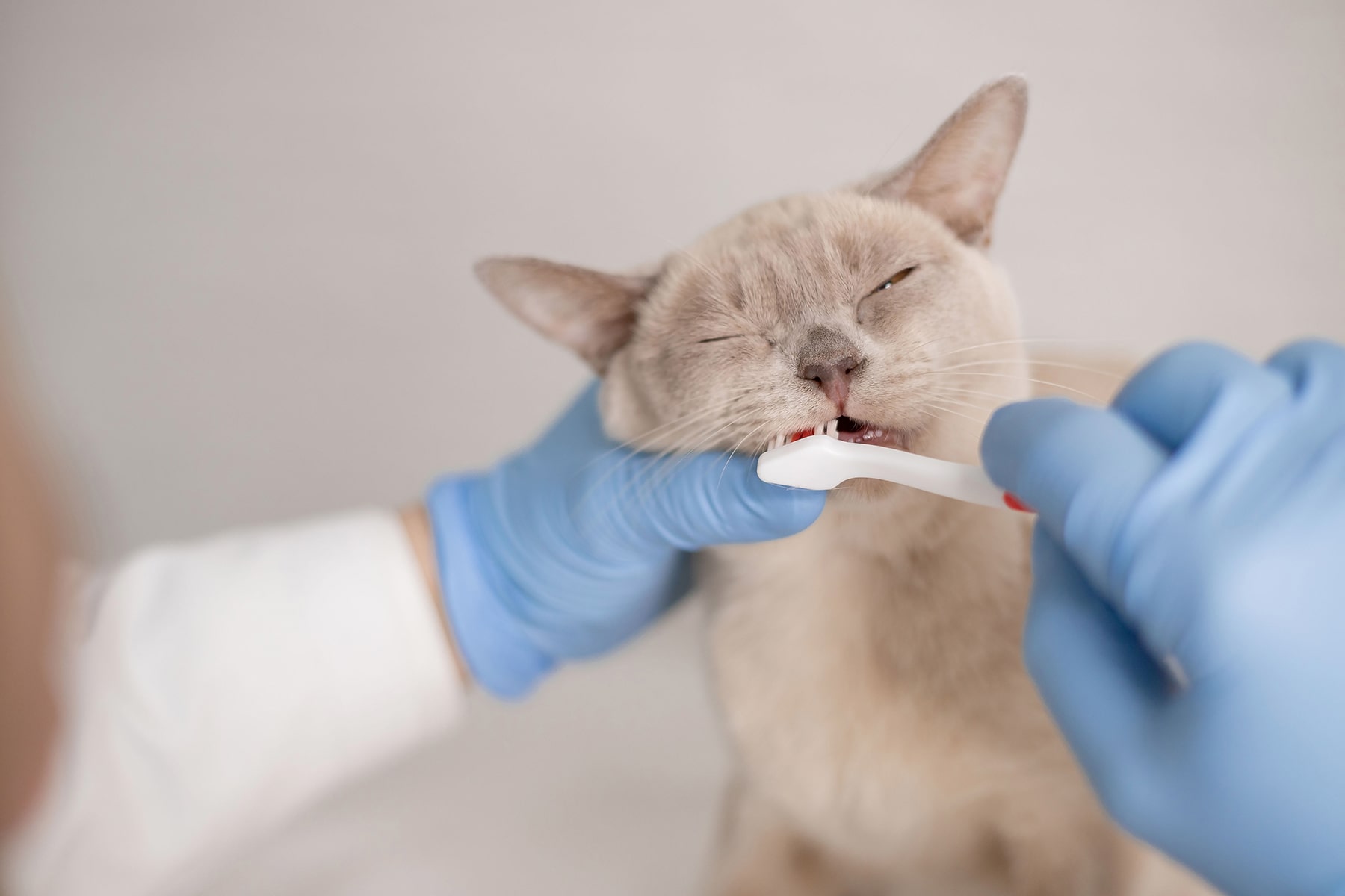 TheHealthyPetDentalCare5-min Pet dental treatments in McDonough, GA