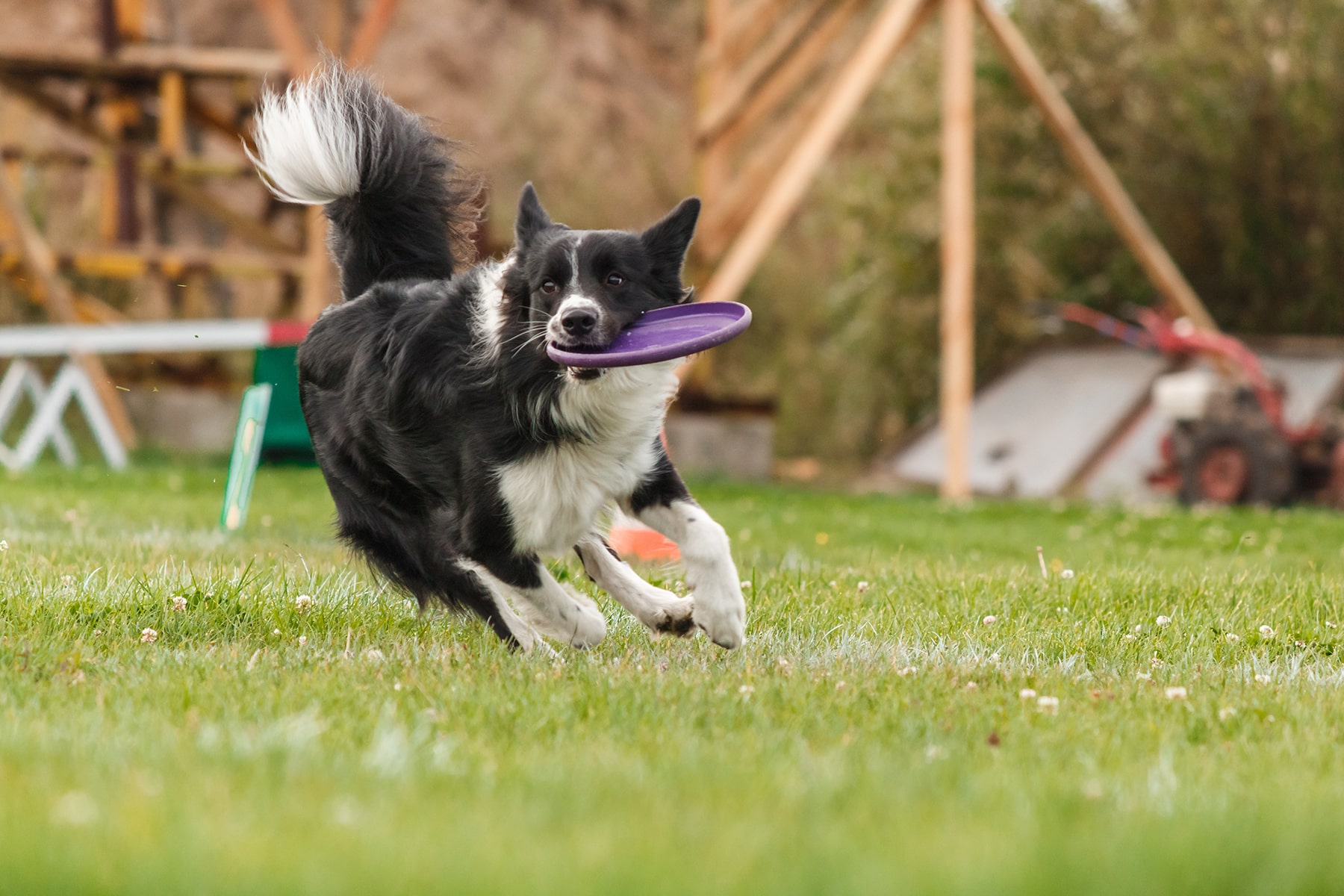TheHealthyPetMicrochipping2-min Pet microchipping vet in McDonough, GA