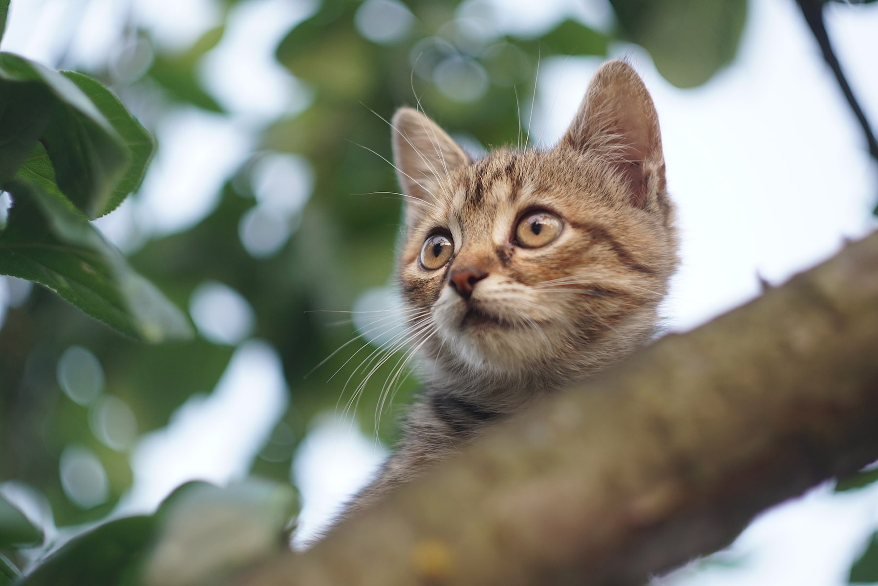 TheHealthyPetMicrochipping3-min Cat Microchips in McDonough, GA