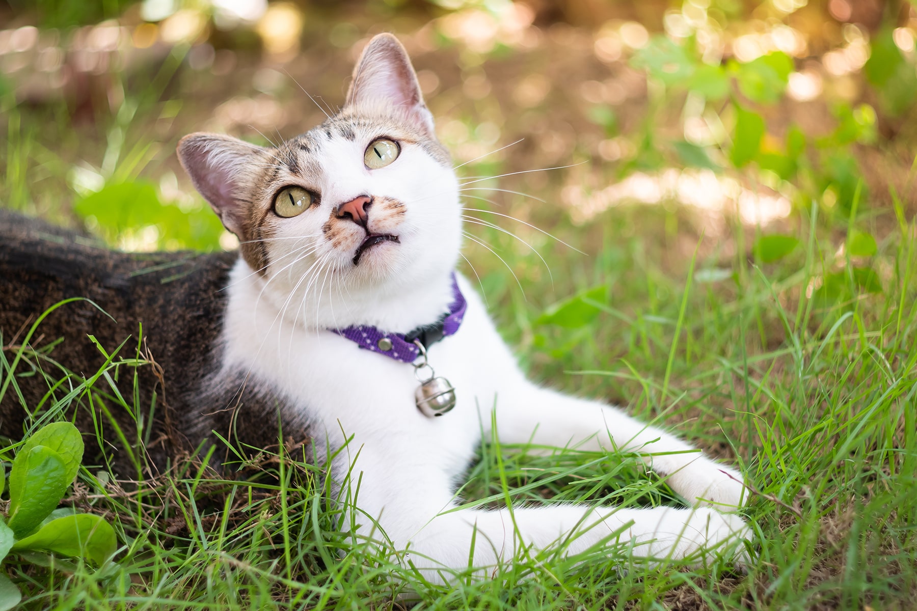 TheHealthyPetMicrochipping4-min Pet info microchip in McDonough, GA