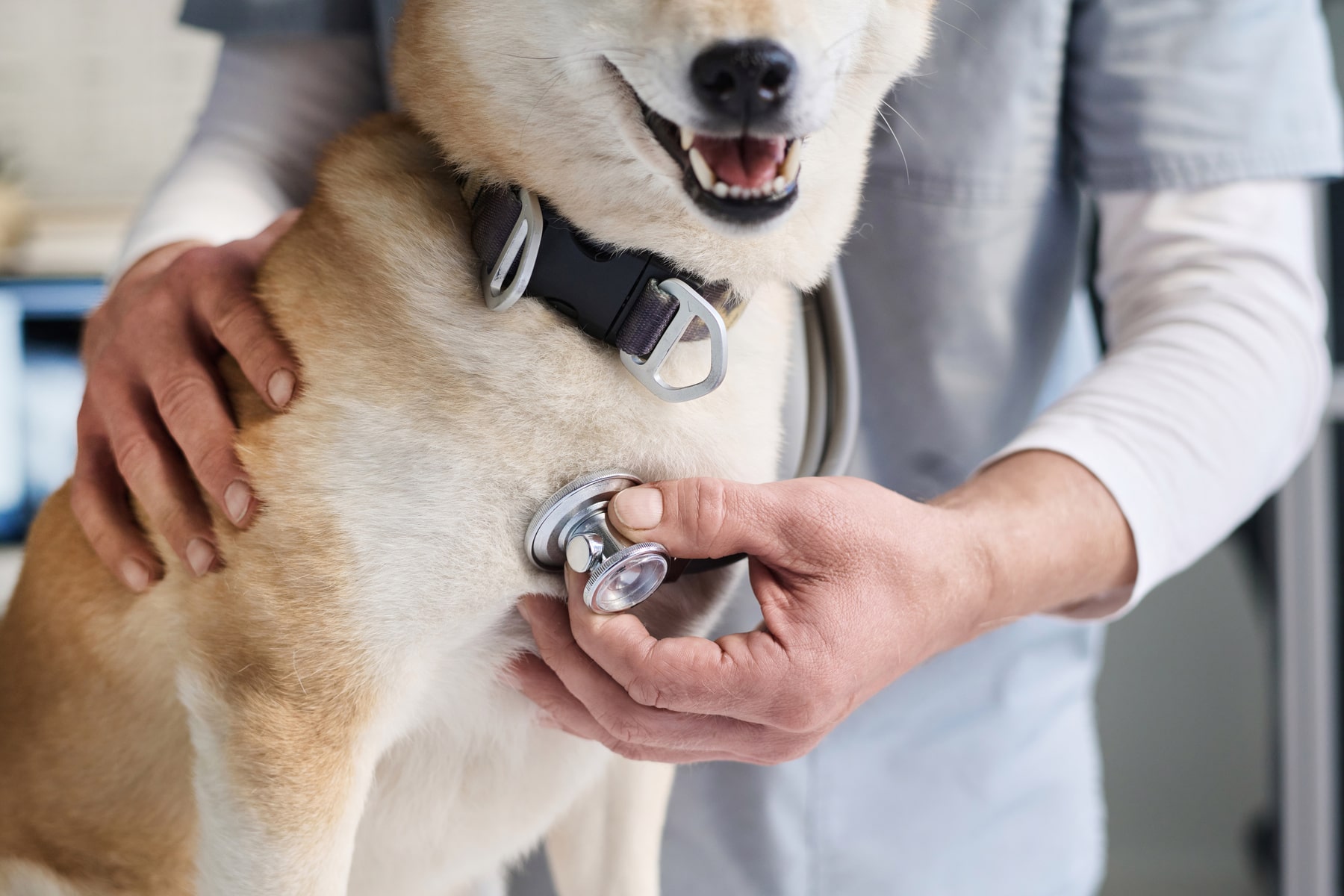 veterinary cardiology treatments for dogs in McDonough GA from The Healthy Pet Vet