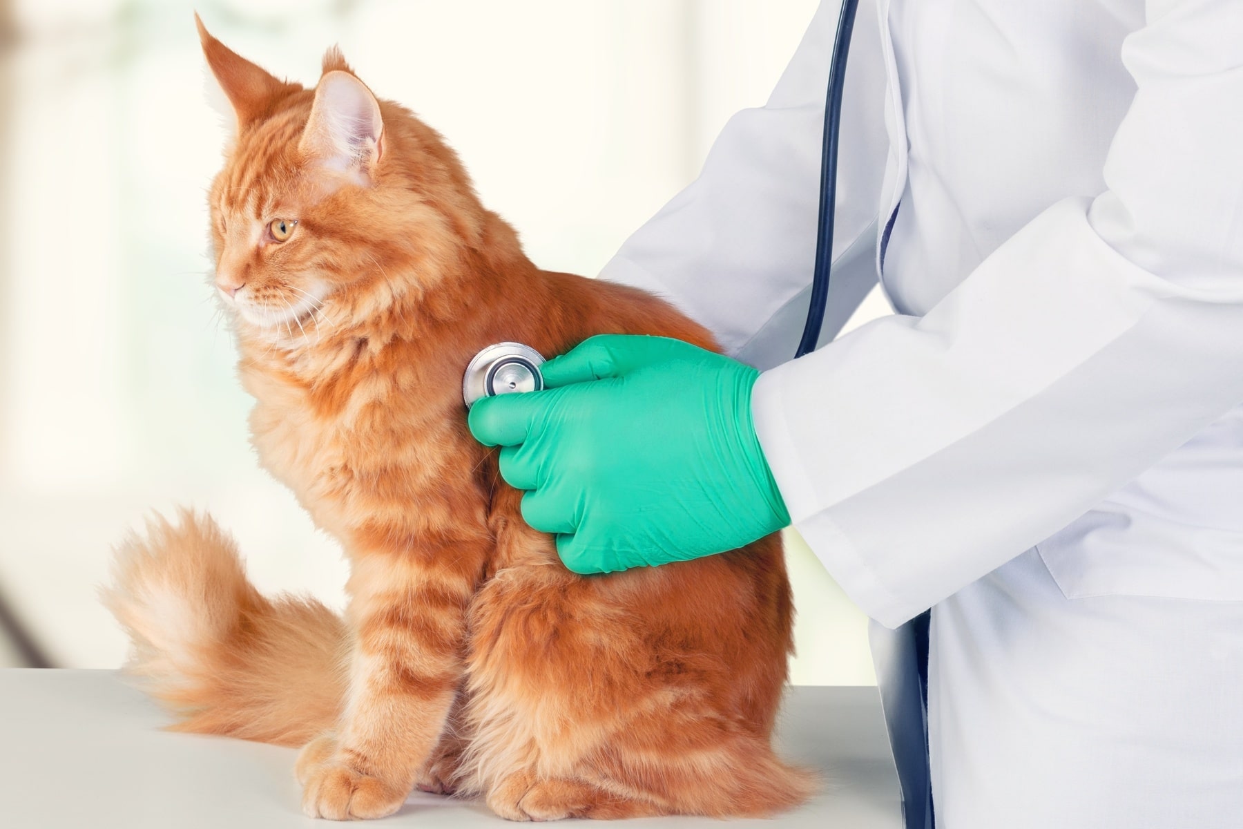 veterinary cardiology services for cats in McDonough GA from The Healthy Pet Vet