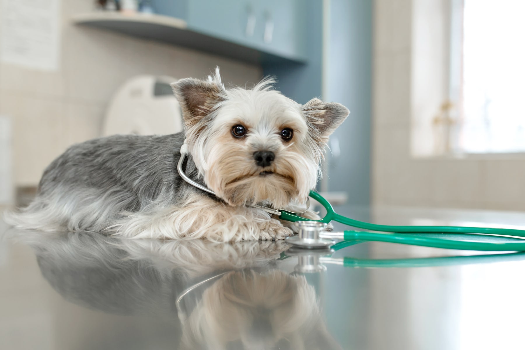 veterinary cardiology services for dogs in McDonough GA from The Healthy Pet Vet