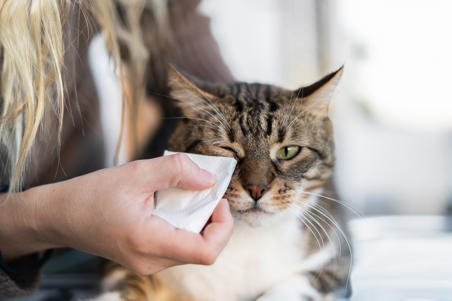 Pet allergy services in McDonough, GA