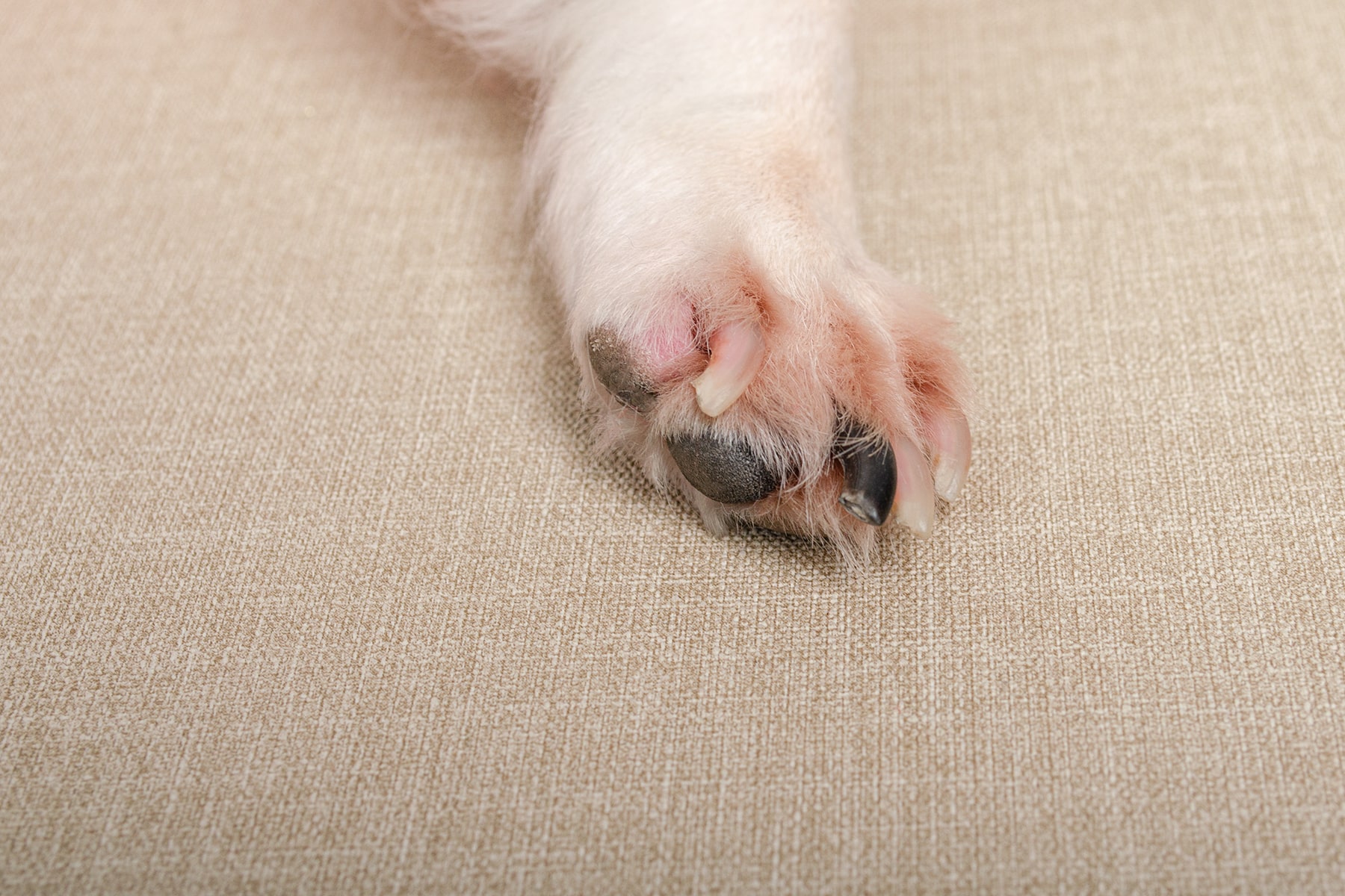 Vet allergy care in McDonough, GA