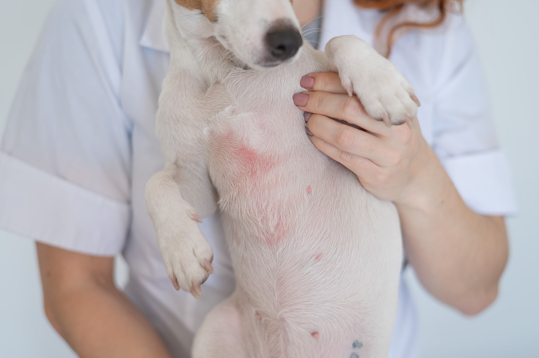 Dog Allergy exam in McDonough, GA