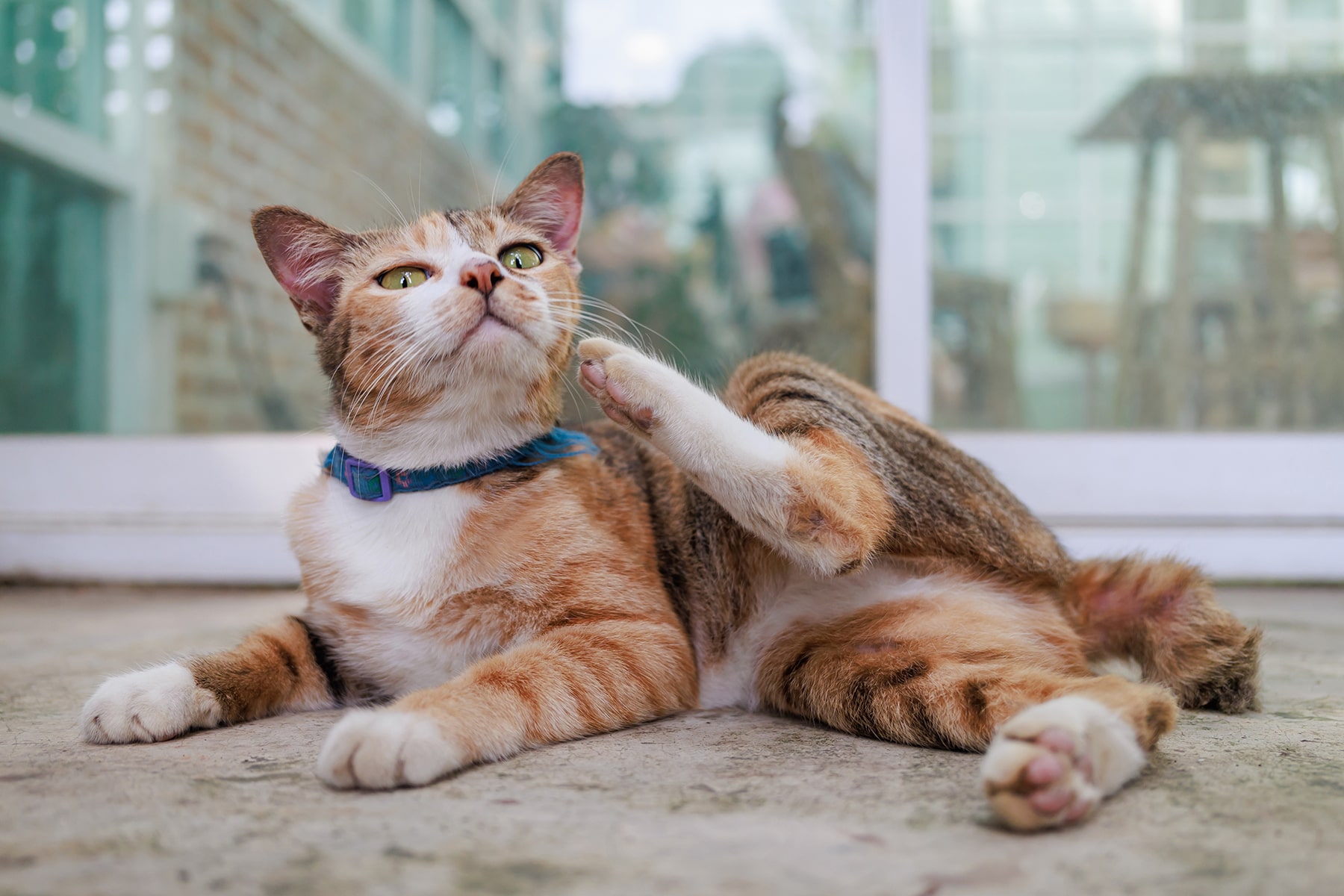 Cat Allergy Treatment in McDonough, GA