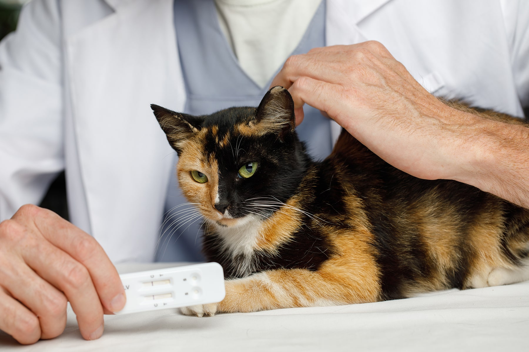 Cat blood test in Mcdonough, GA