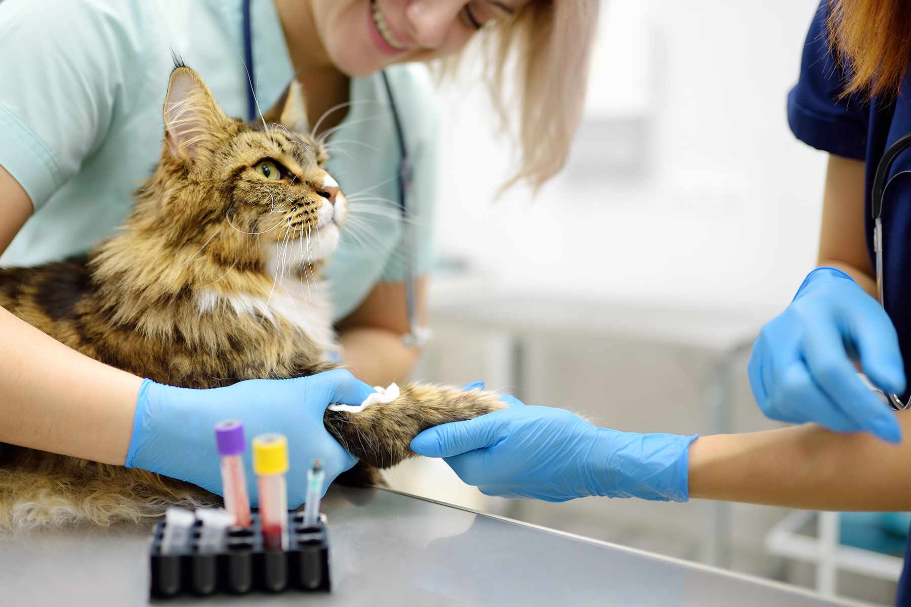 Vet bloodwork in McDonough, GA