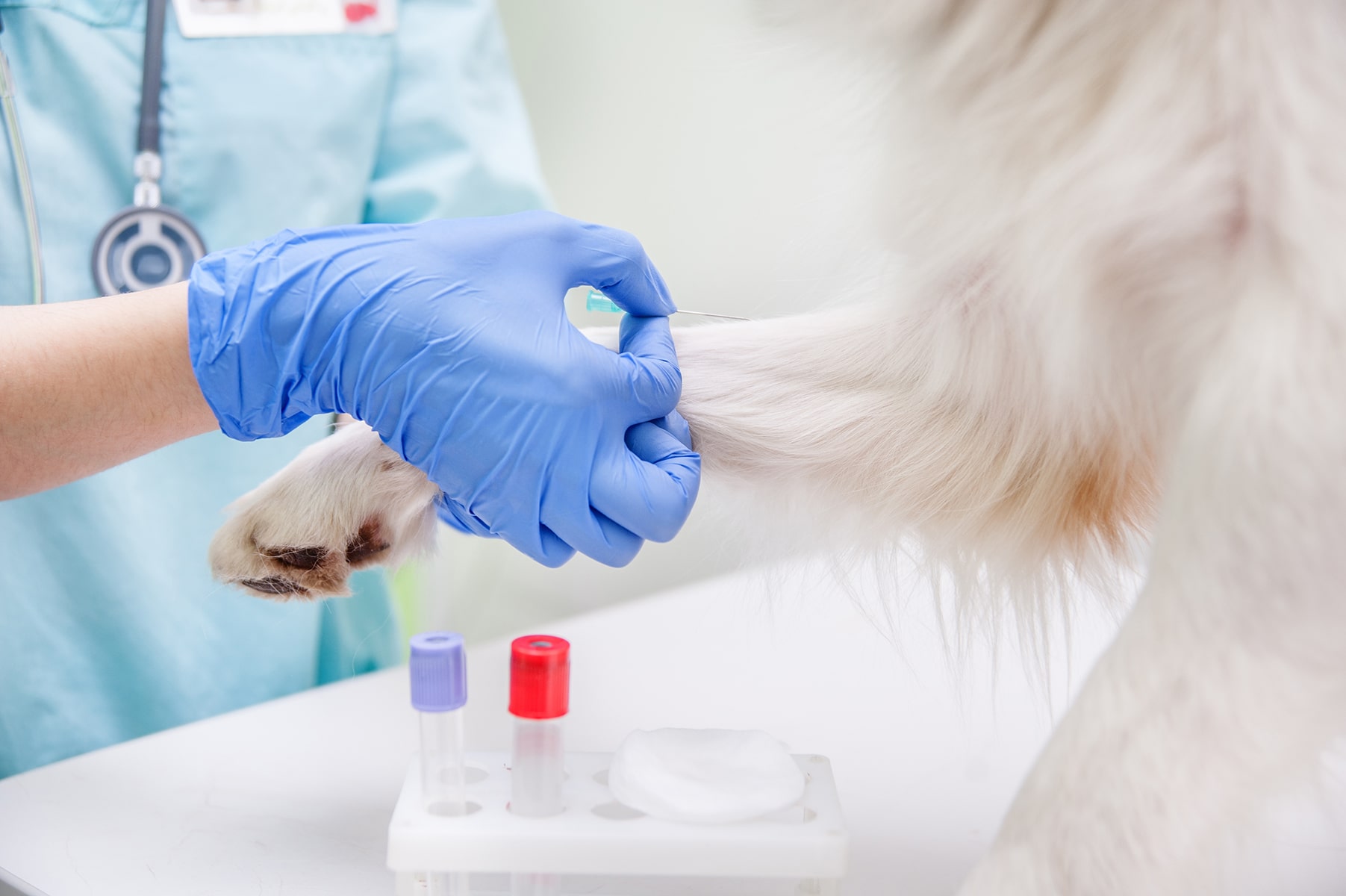Pet blood test in Mcdonough, GA