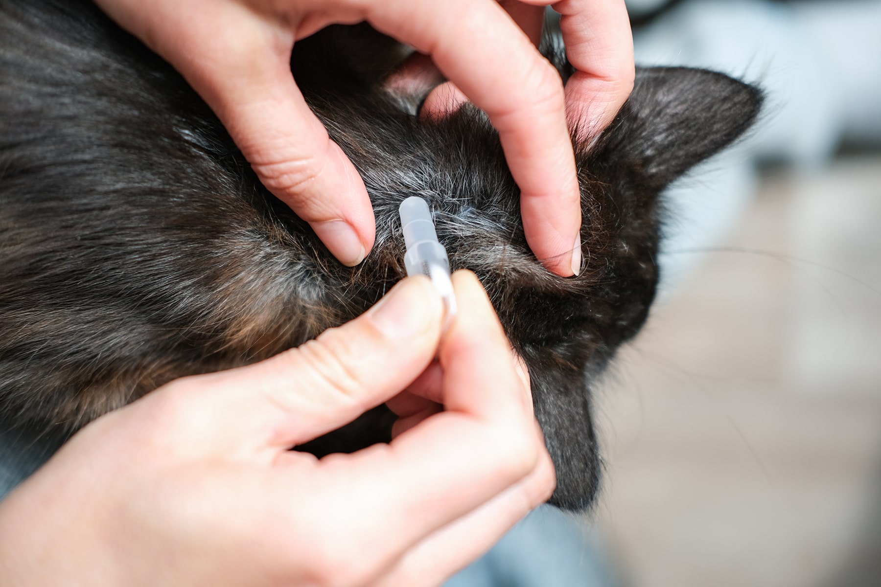 Vet parasite prevention in McDonough, GA