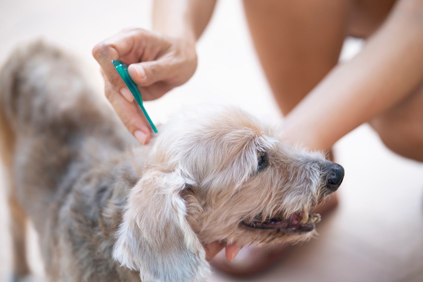 Dog tick prevention in McDonough, GA