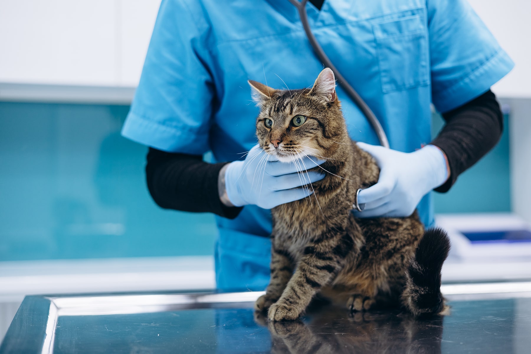 Cat parasite exam in McDonough, GA