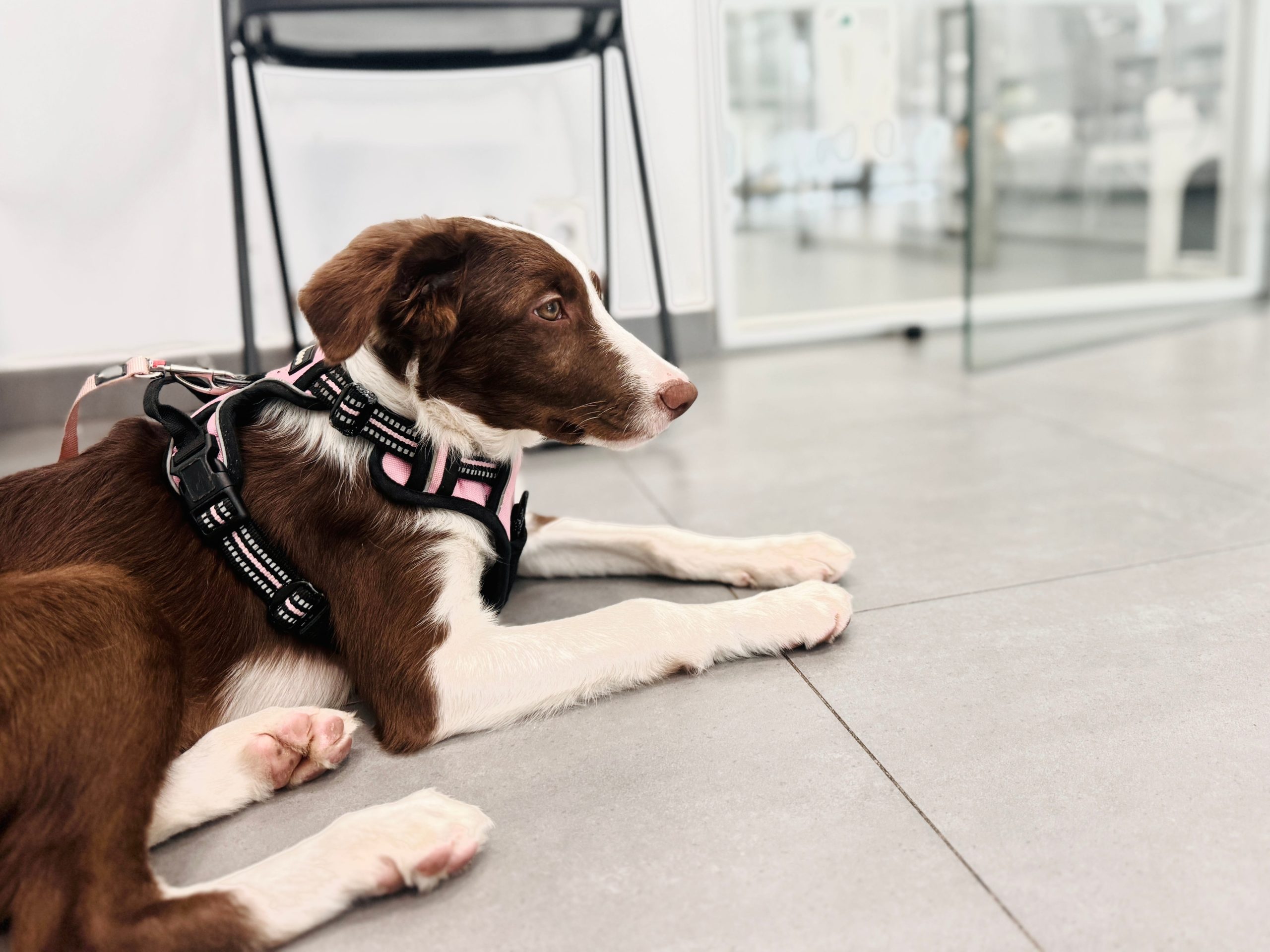 Vet diagnostics in McDonough, GA