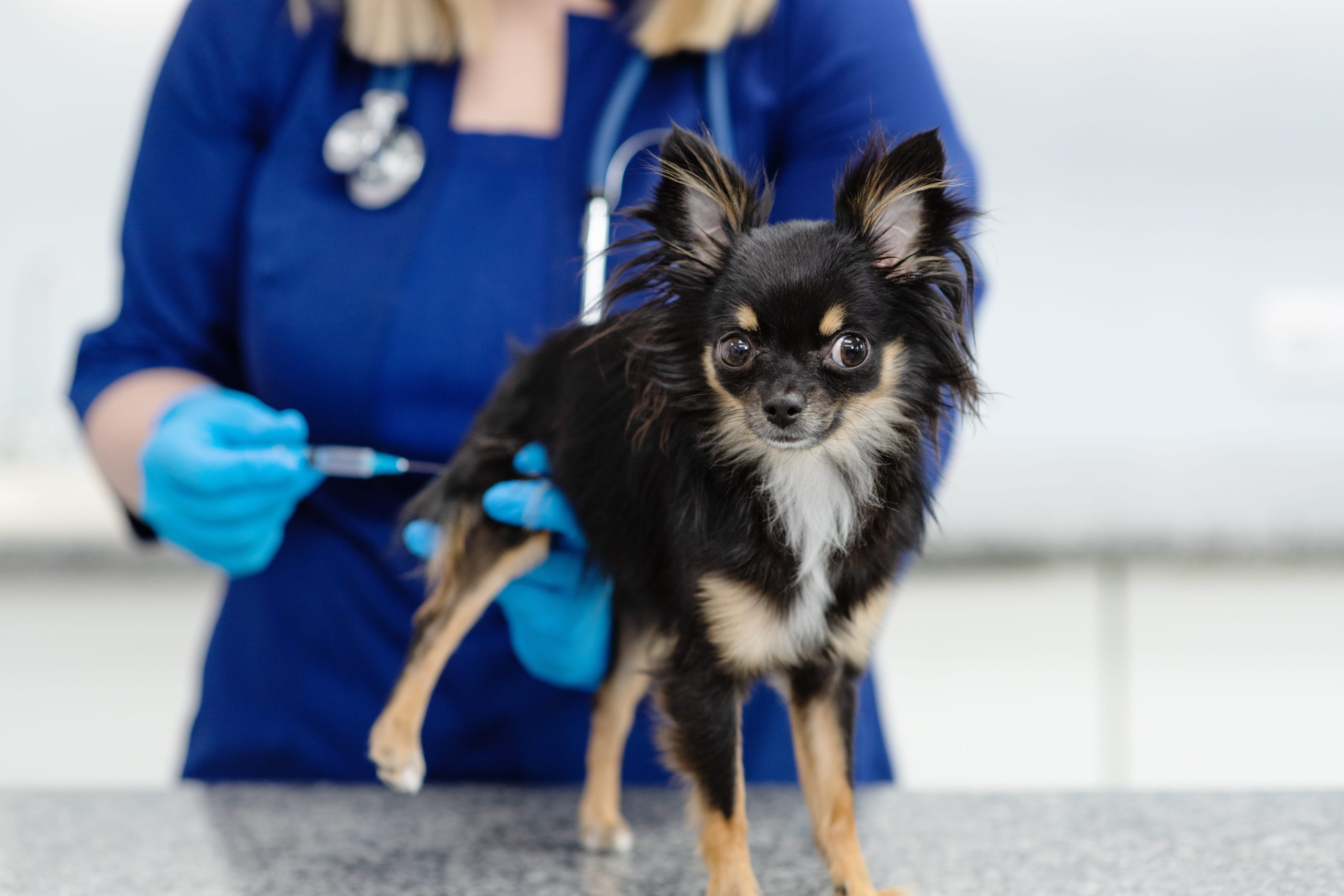 Diagnostic vet appointment in McDonough, GA