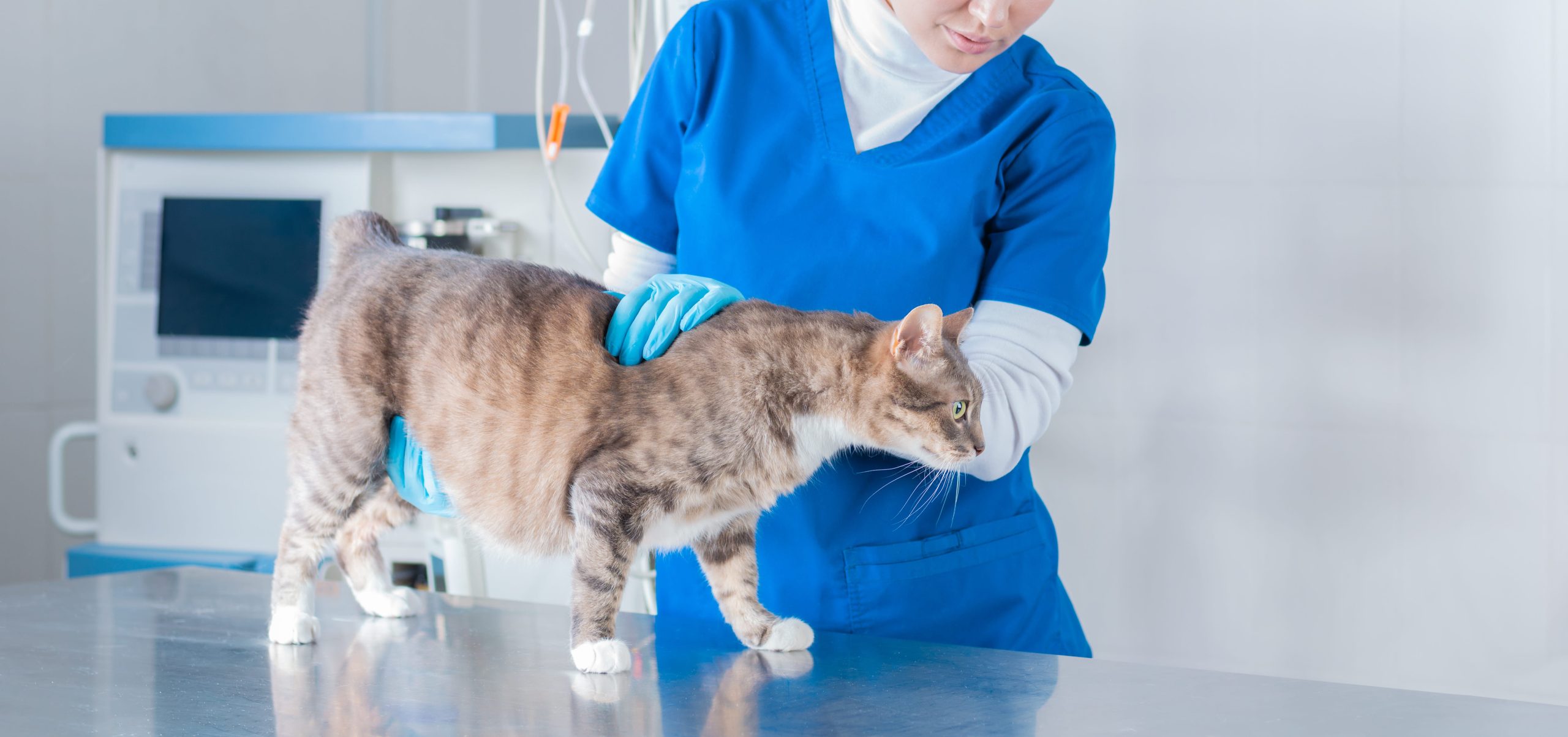 Cat diagnostic imaging in McDonough, GA