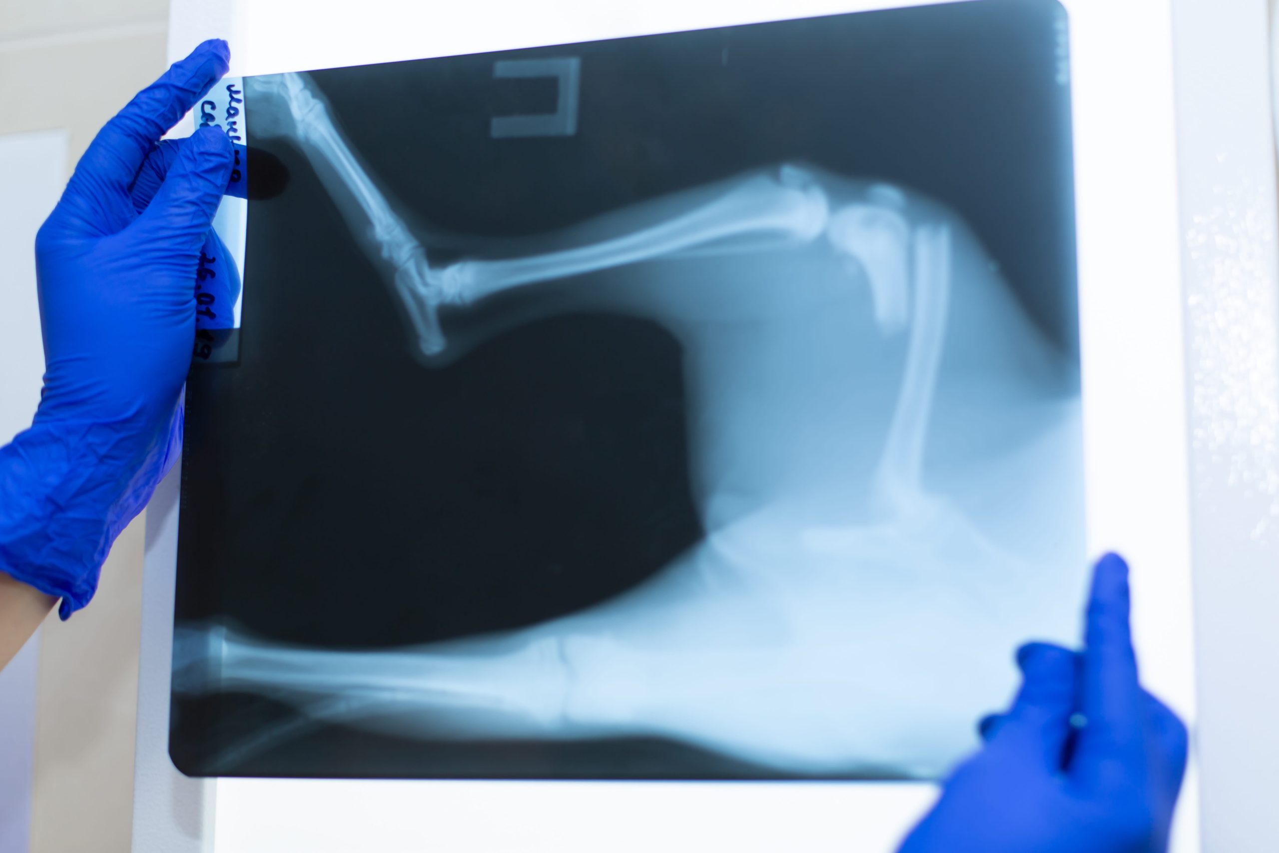 X-rays for dogs in McDonough, GA
